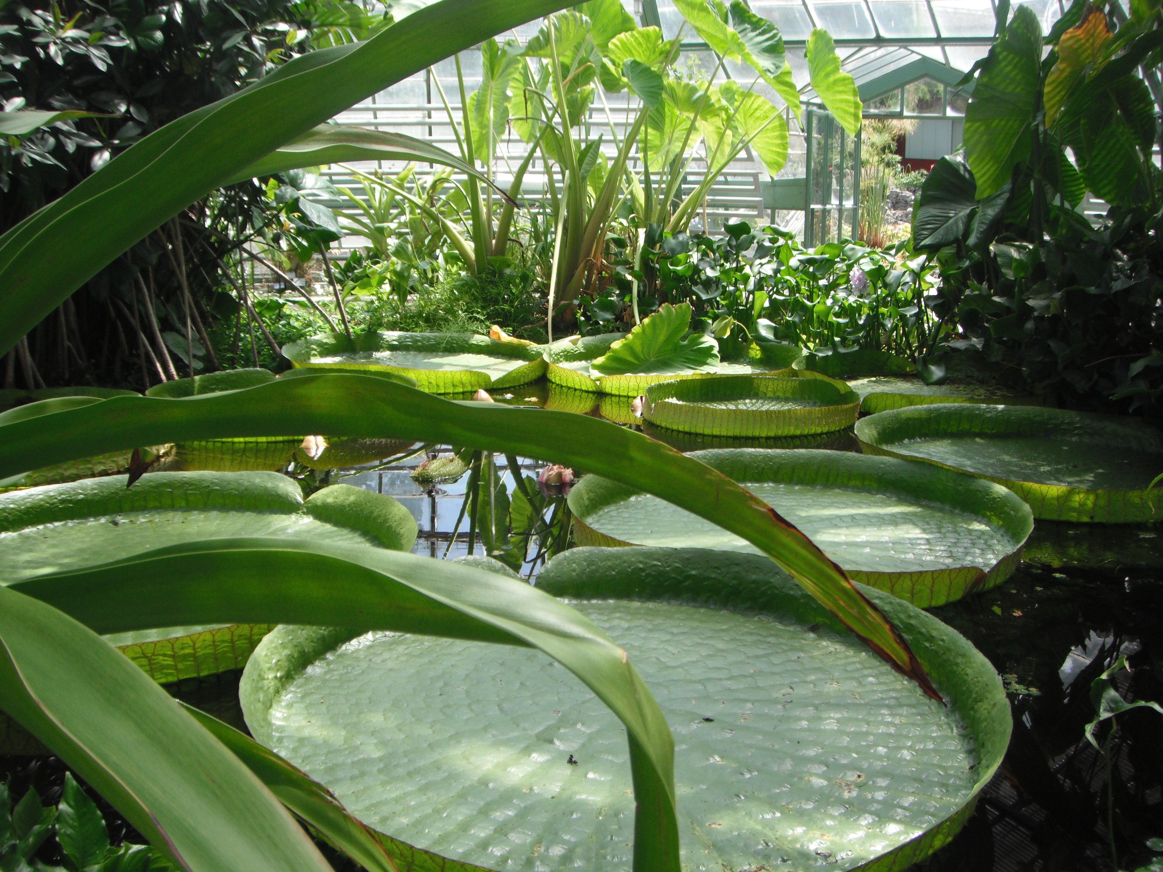 Basel Botanical Garden