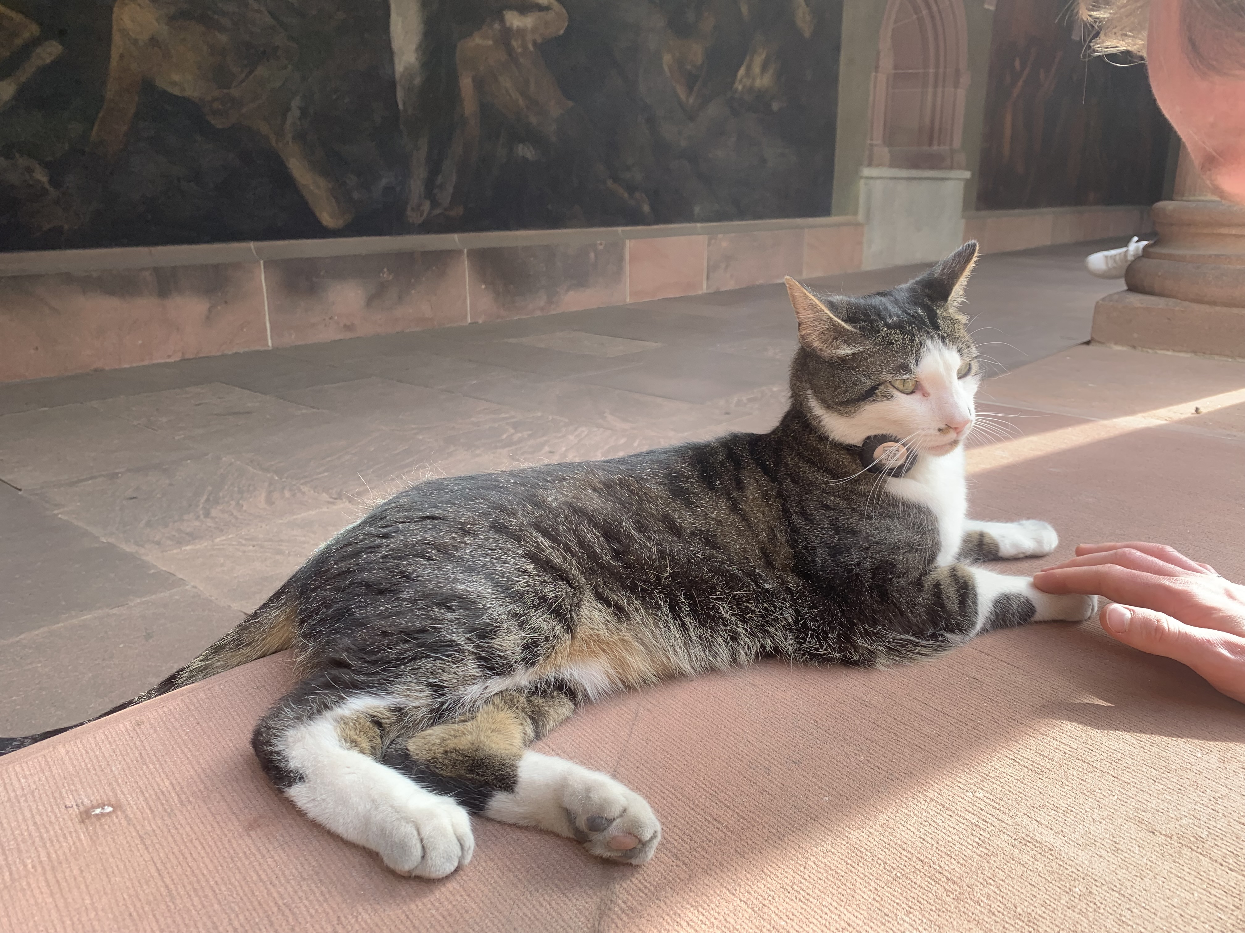Basel cat