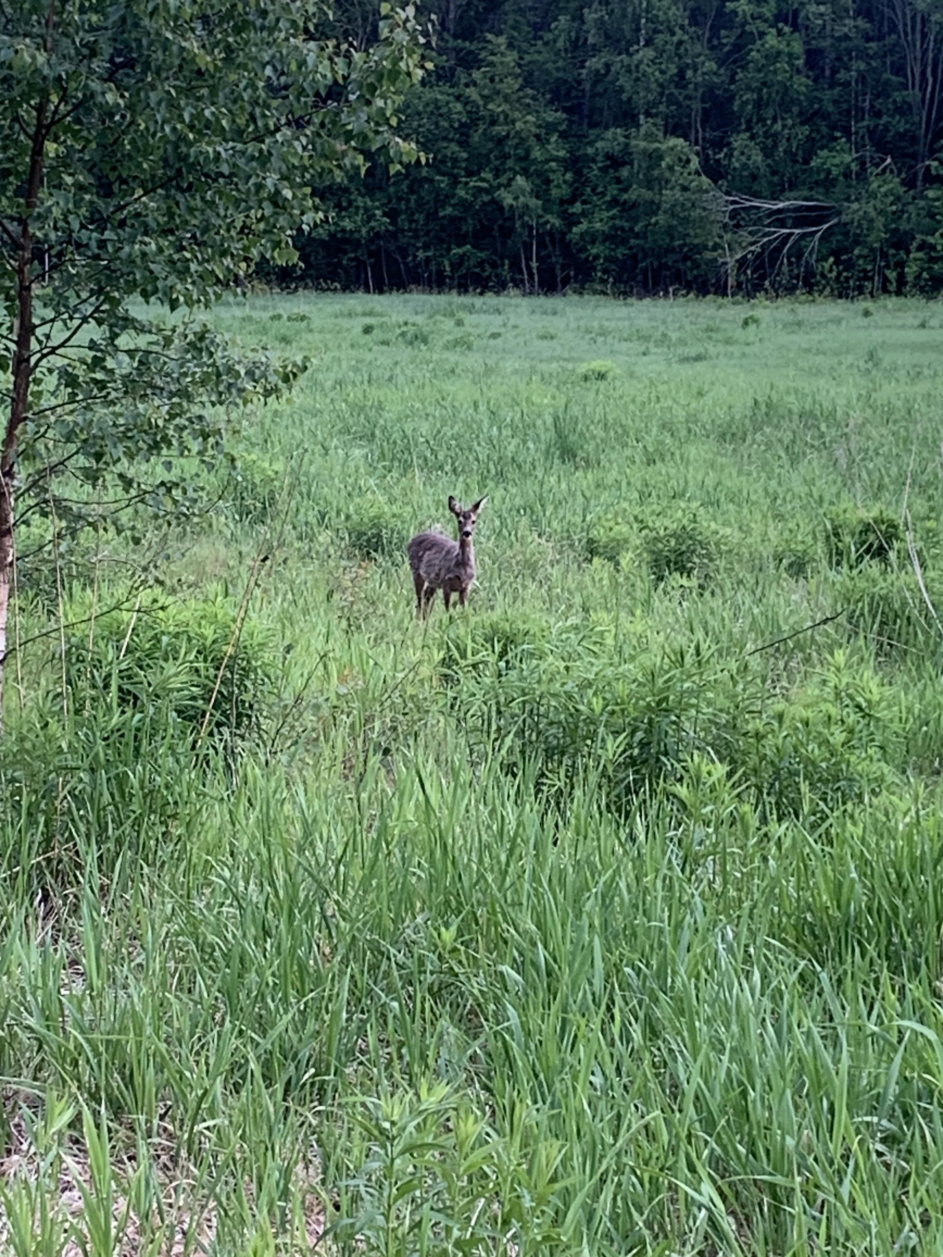 Deer