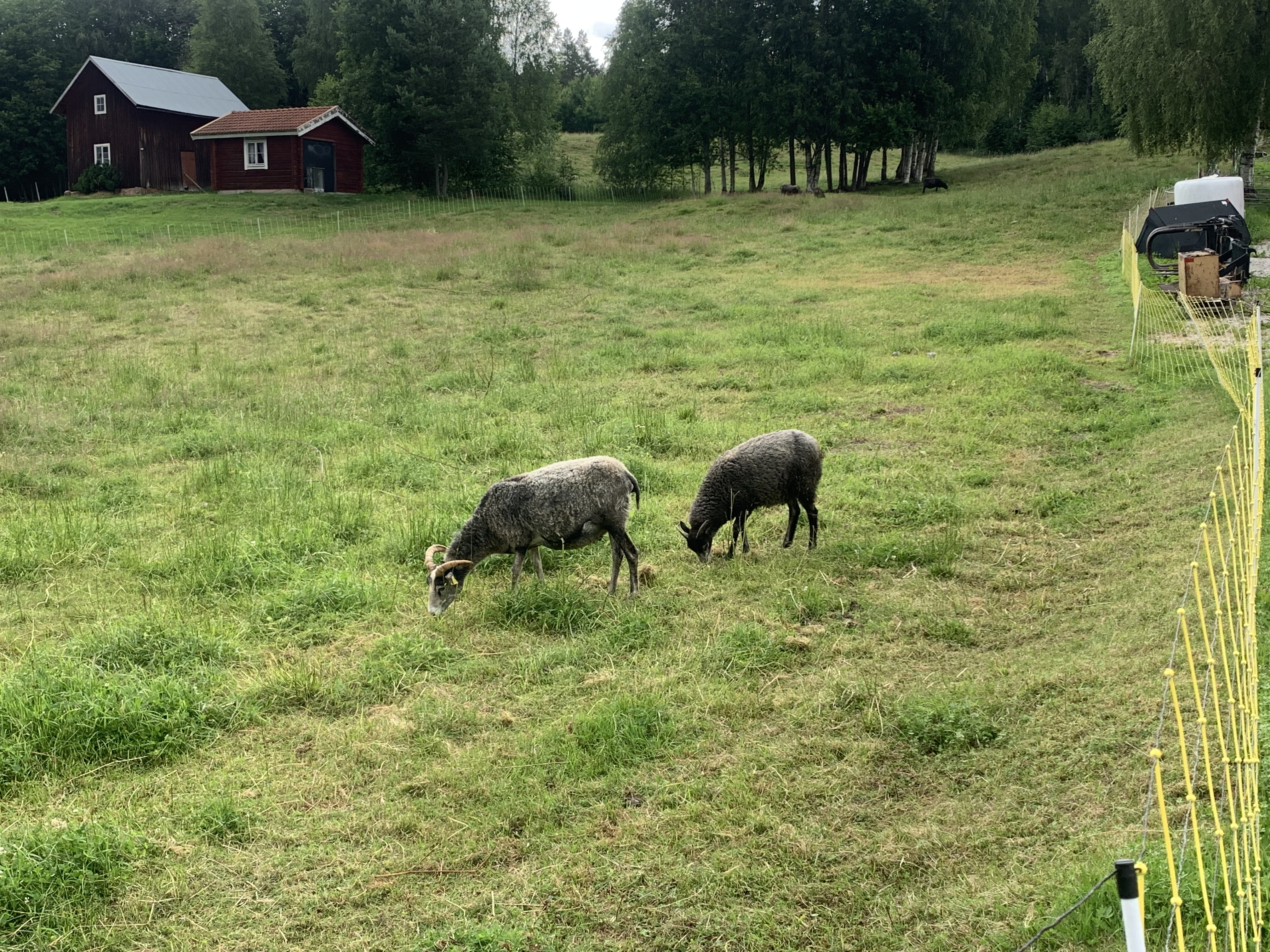 sheep